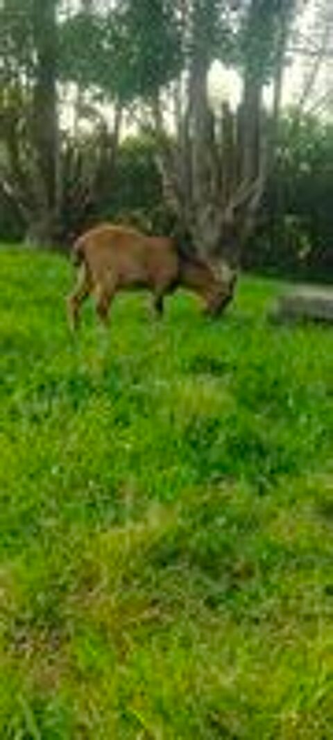   Limp, bouc nain � adopter 