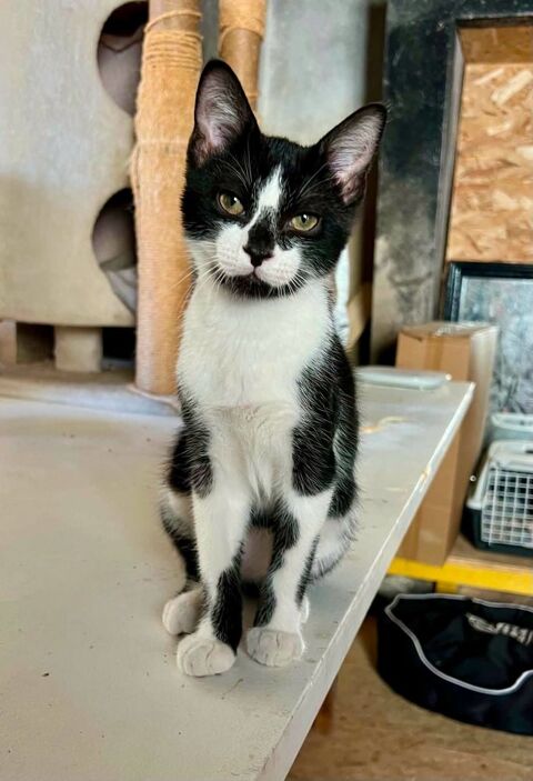 BADRI chaton m&acirc;le 5 mois 160 33230 Coutras