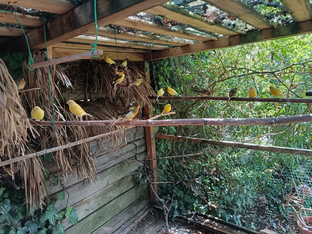   canaris 