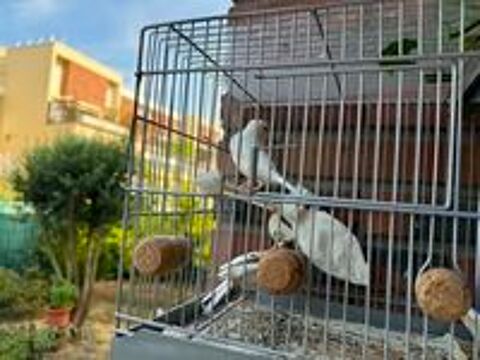   couple ,de canaris  