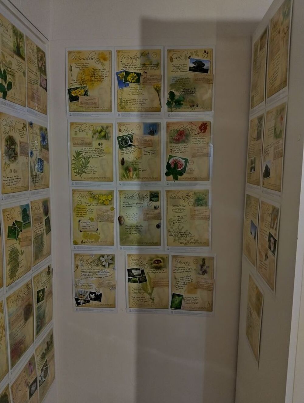 Fiches des Fleurs de Bach Livres et BD