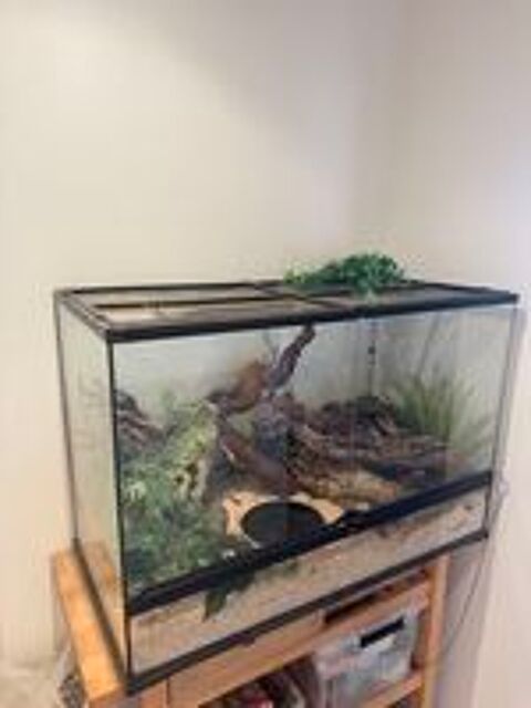   Serpent des blés+terrarium 