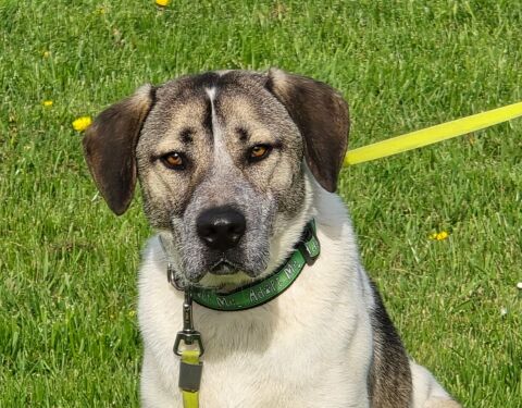 AXSEL joli crois&eacute; 17 mois 280 59300 Aulnoy-lez-valenciennes