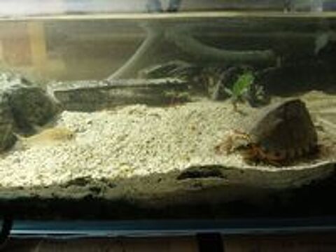   Tortue carinatus avec aquarium dcor pompe lampe chauffe eau 