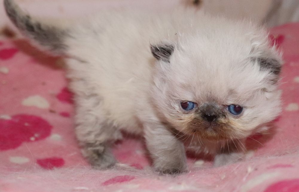   CHATONS PERSAN ET EXOTIC SHORTHAIR COLOURPOINT LOOF  