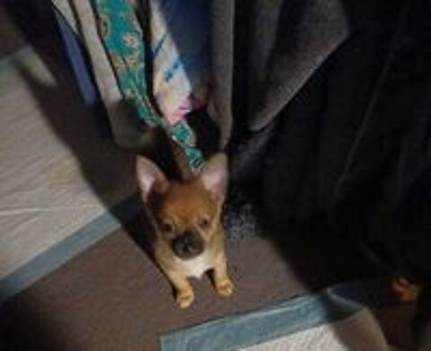   BELLA Pomchi = chihuahua × spitz nain  