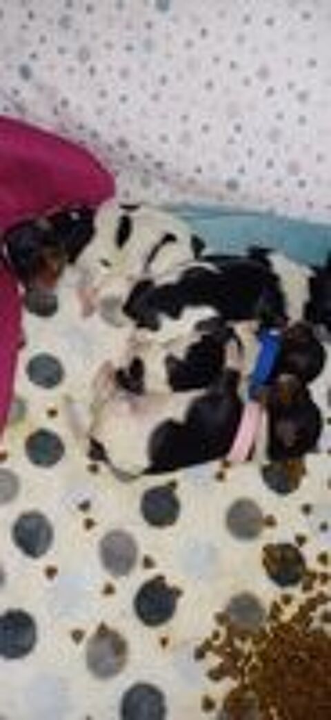  Yorkshires biewer 