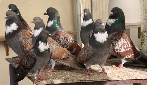 pigeons cauchois 25 12800 Naucelle