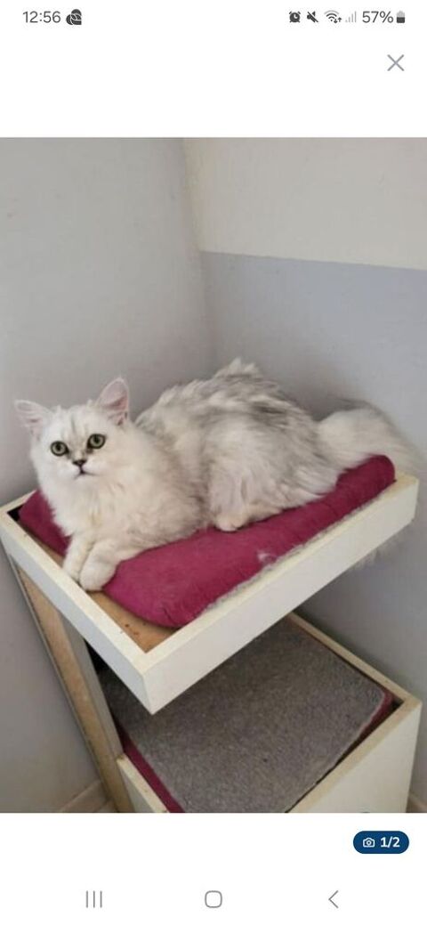 Chat Mâle persan 600 24420 Sarliac-sur-l'isle