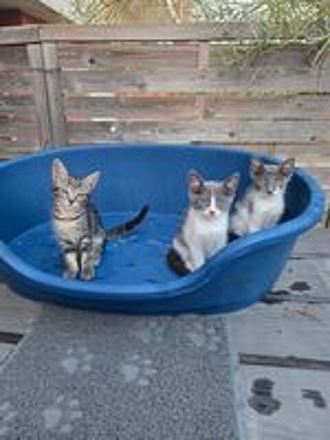   Magnifique chatons 