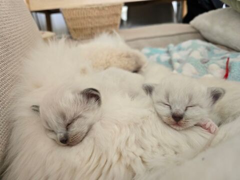 CHATONS SACRE DE BIRMANIE LOOF 1400 92270 Bois-colombes