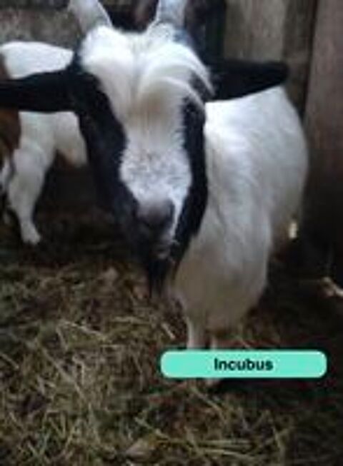   Incubus, bouc nain à adopter 