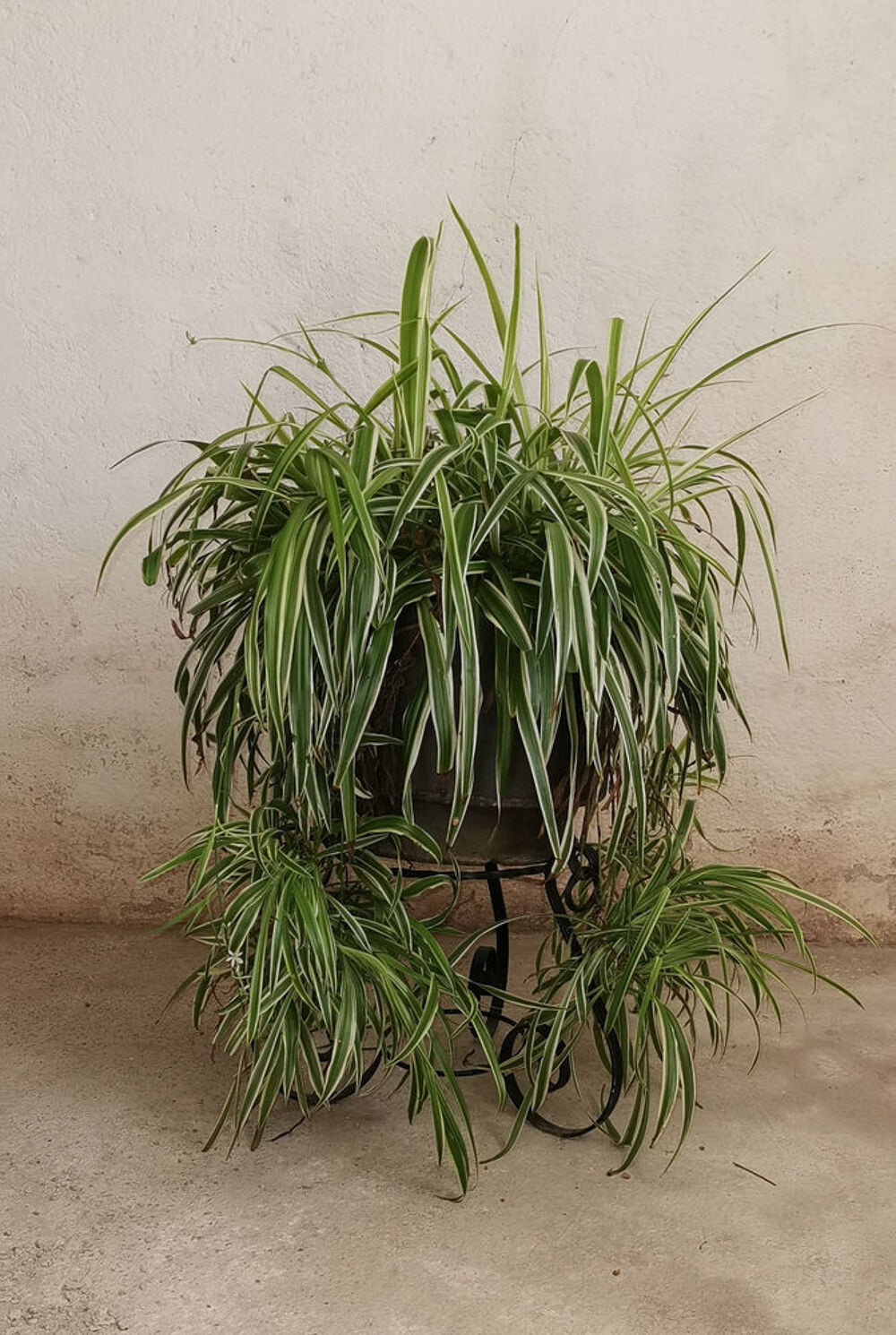 Jolis supports de pots en fer pour plantes Décoration