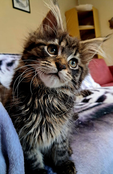 Chatons Maine Coon LOOF - DISPONIBLES 1400 62970 Courcelles-ls-lens