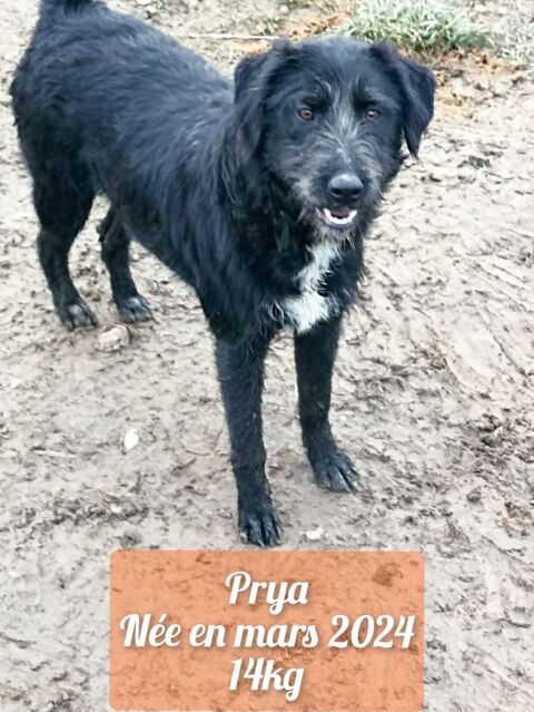 PRYA actuellement au refuge en Roumanie 0 75018 Paris