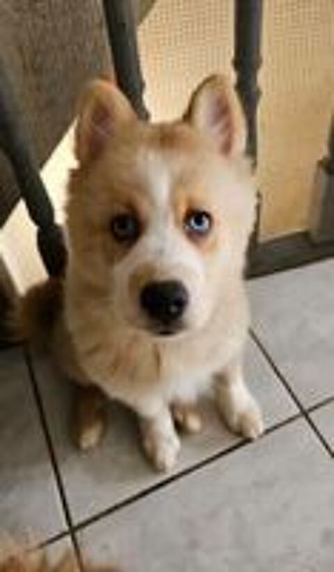   Pomsky F4  