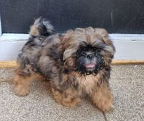   Chiots shih tzu lof 