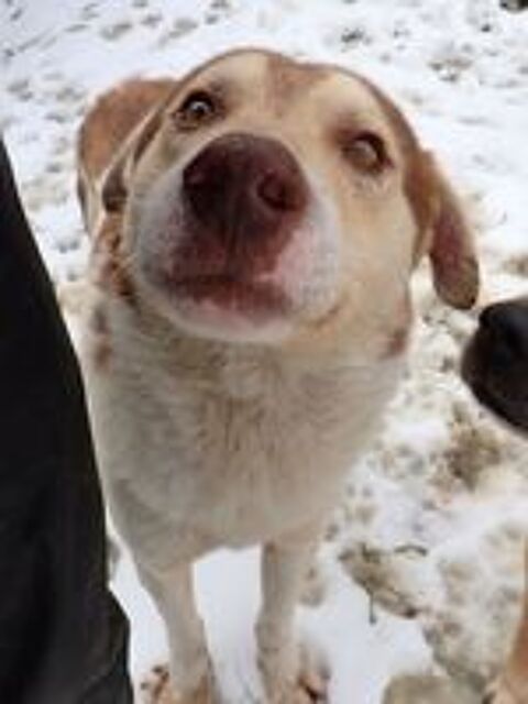   Stitch � l'adoption 