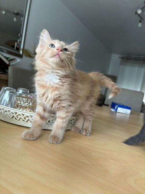 Chaton 100 77550 Moissy-cramayel