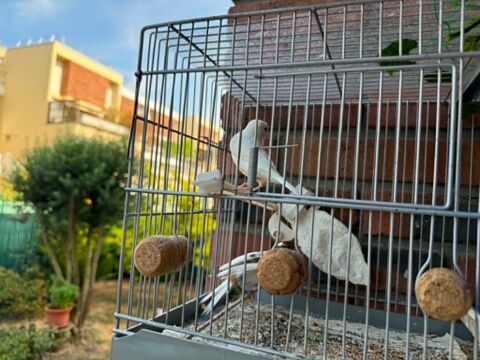 couple ,de canaris  40 94460 Valenton
