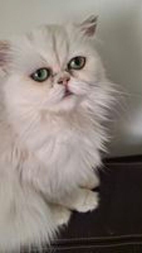   Persane Chinchilla Loof 2 ans  