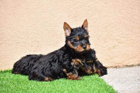 chiot yorkshire,york 900 83170 Brignoles