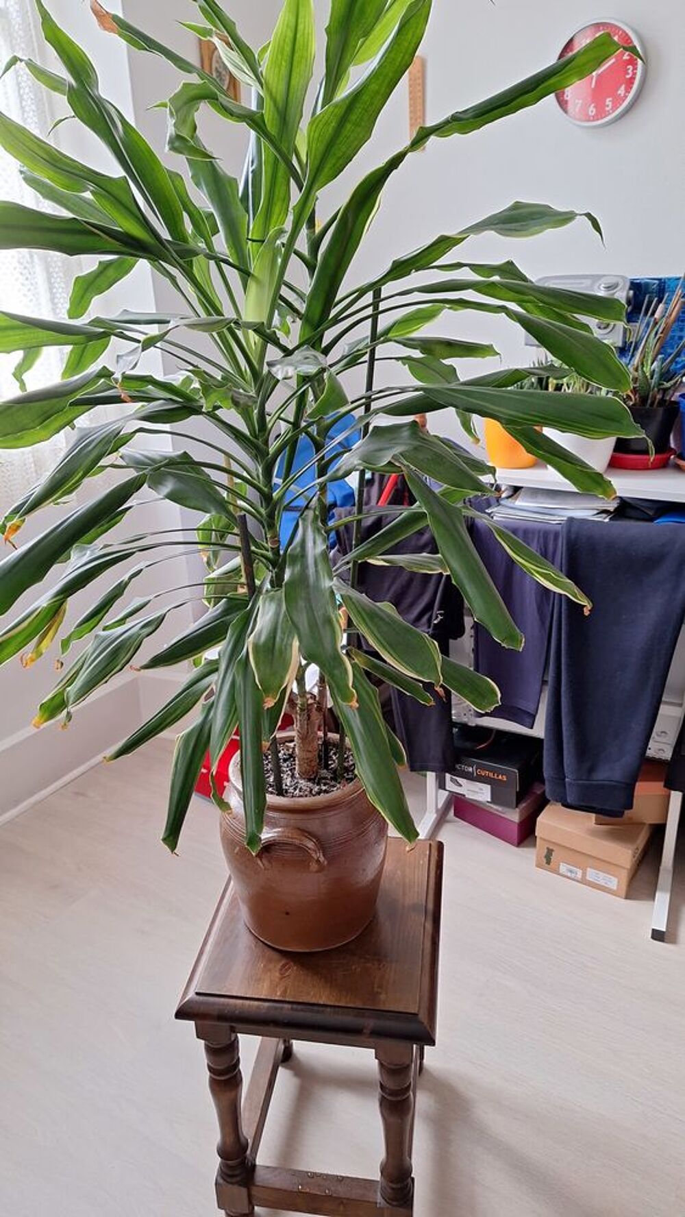 Plante d'interieur Décoration
