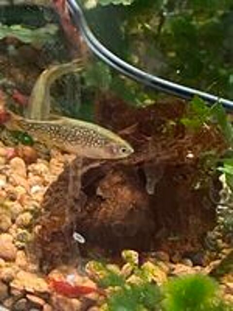   Poissons micro rasbora galaxy  