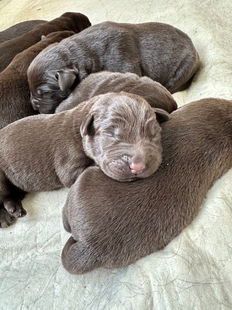 Chiots labrador chocolat adoptables fin juin 0 83100 Toulon