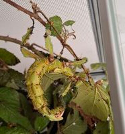   Phasmes scorpion 