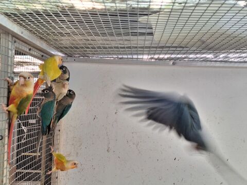 conure de molinae - pyrrhura 0 62116 Bucquoy