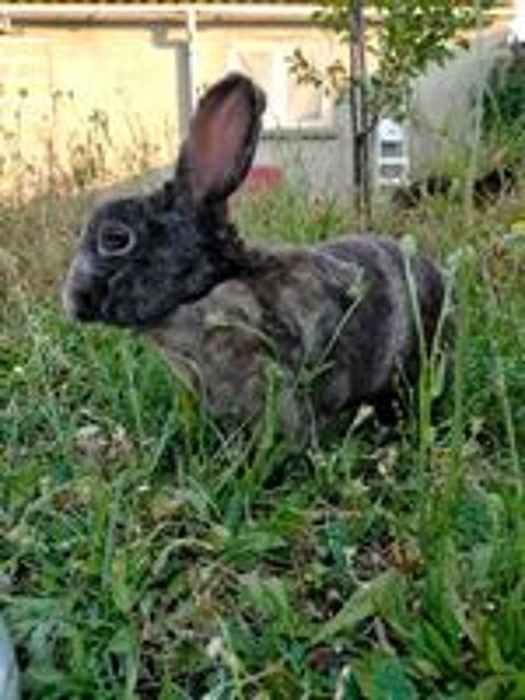   NEIGE, belle lapine Rex à adopter via l'association UMA 