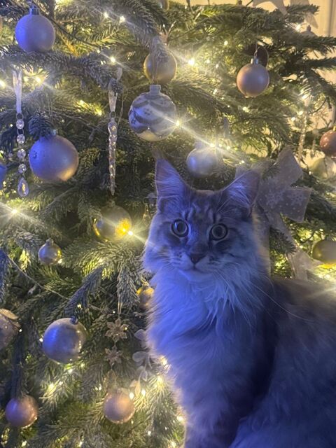 Main coon adoption 0 78240 Chambourcy