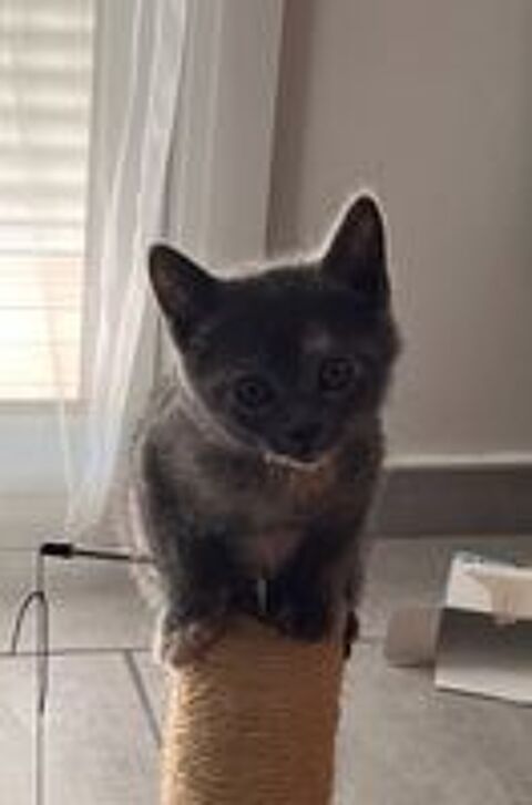   Chat BIBOU à l adoption 