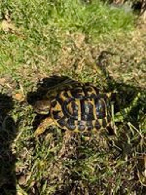   tortue de terre grecque 