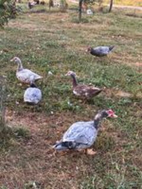   Canards de barbarie 