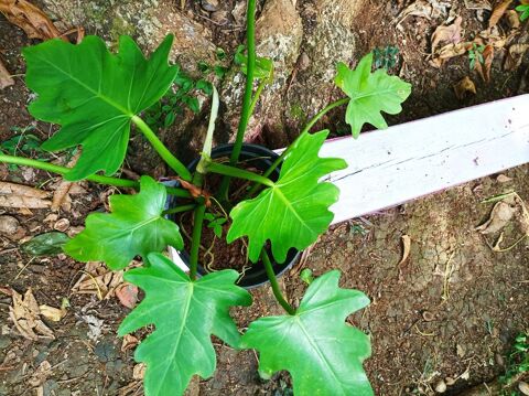 plantes 10 Ducos (97)