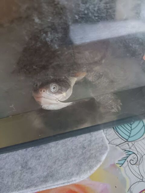 Donne 2 tortues d eau douce 0 