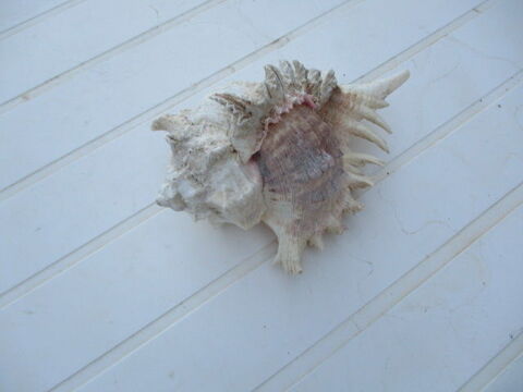 coquillage 14 Castres (81)