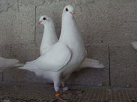   Pigeons de chair 