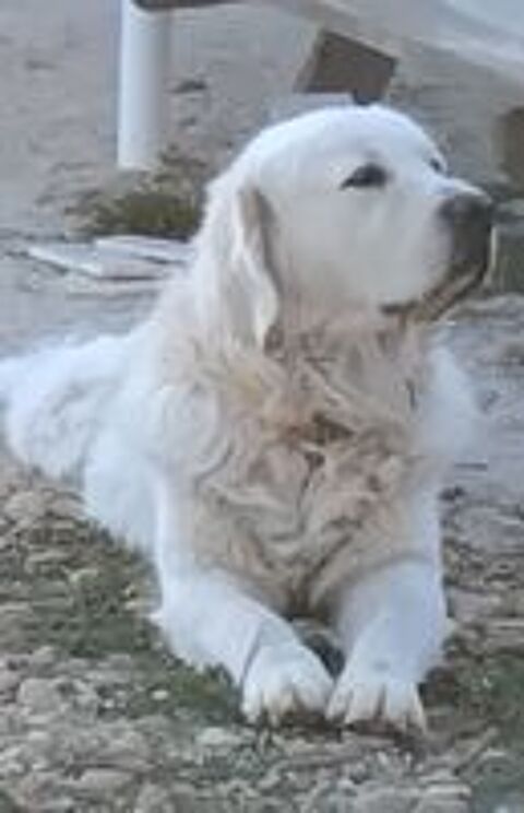  Magnifique Golden retriever pour la saillie 