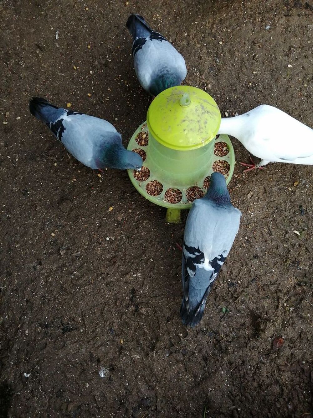 pigeons voyageurs 2025 bagues non officiel Jardin
