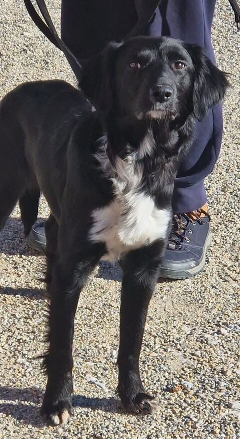 Chien LOLA &agrave; l adoption 210 42140 Maringes