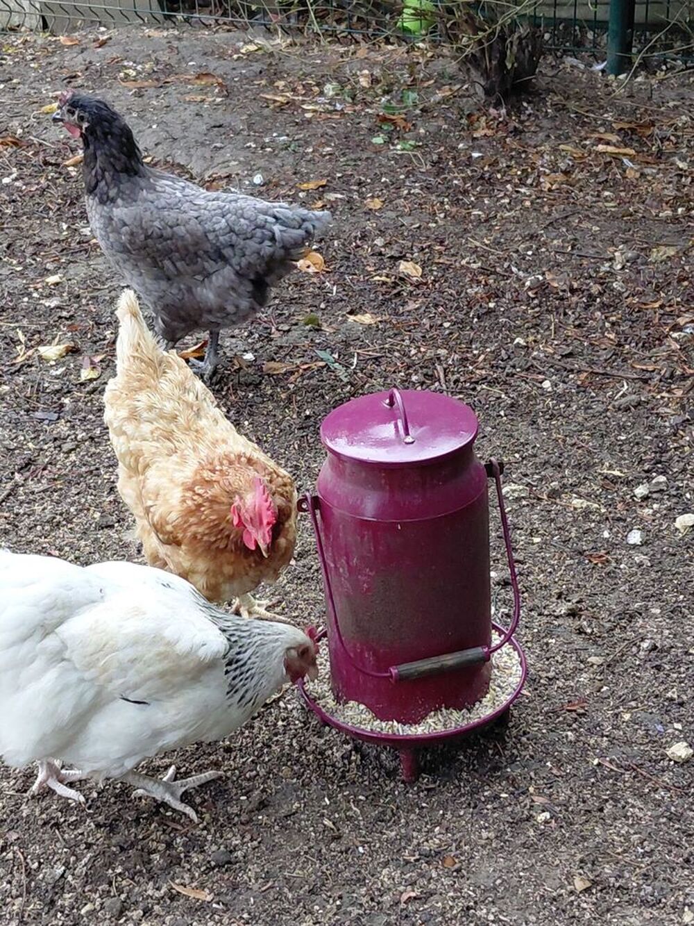   3 poules 