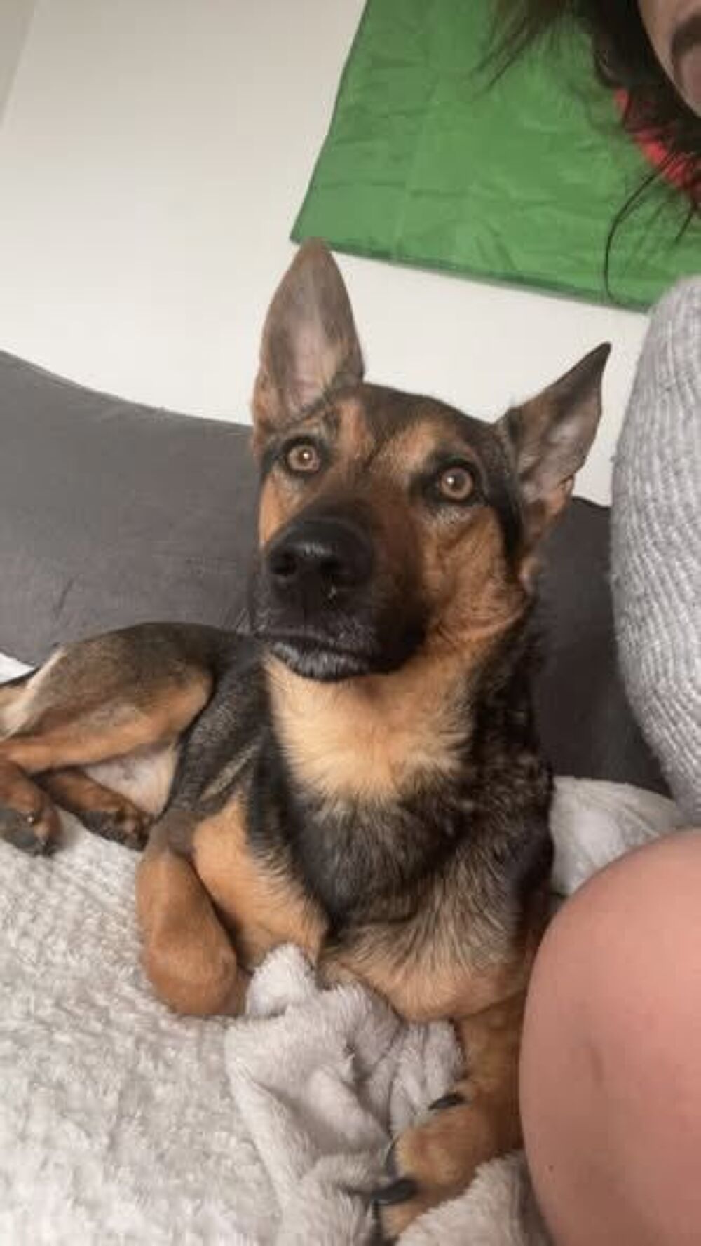   Chien TAIKO à l adoption 