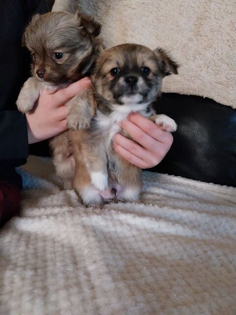 CHIOTS CHIHUAHUAS POILS LONGS MALE DISPONIBLE DE SUITE 650 71960 La roche-vineuse