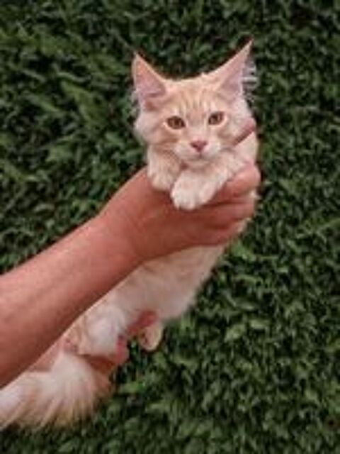   Chaton Maine coon 