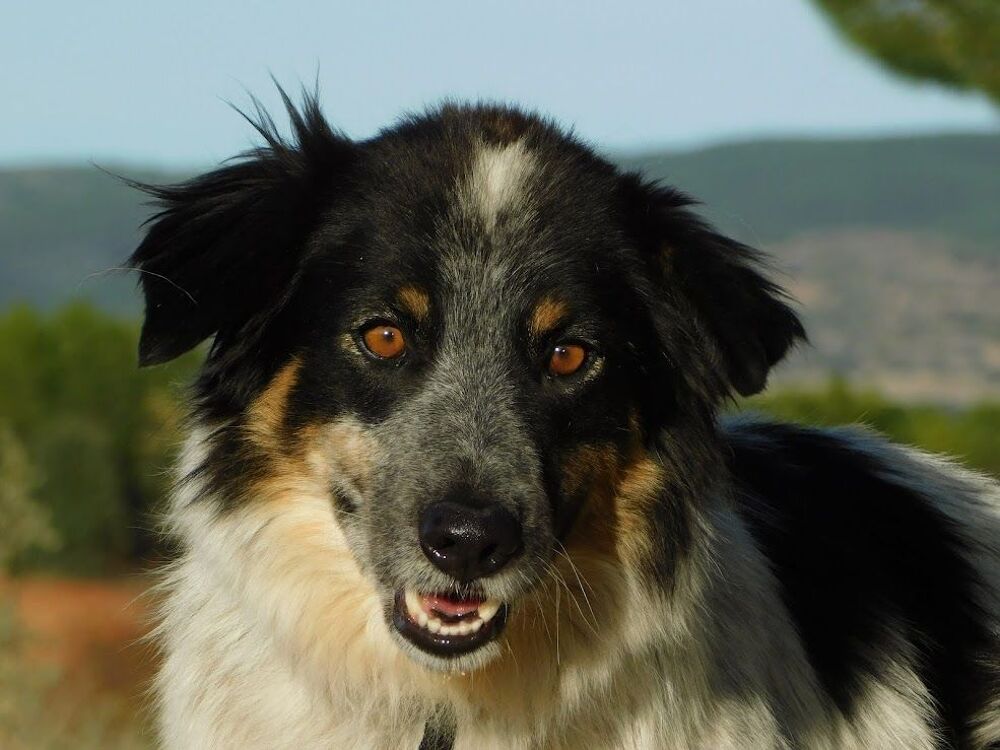   MANCHAS, Border collie de 4 ans (ok chat) 
