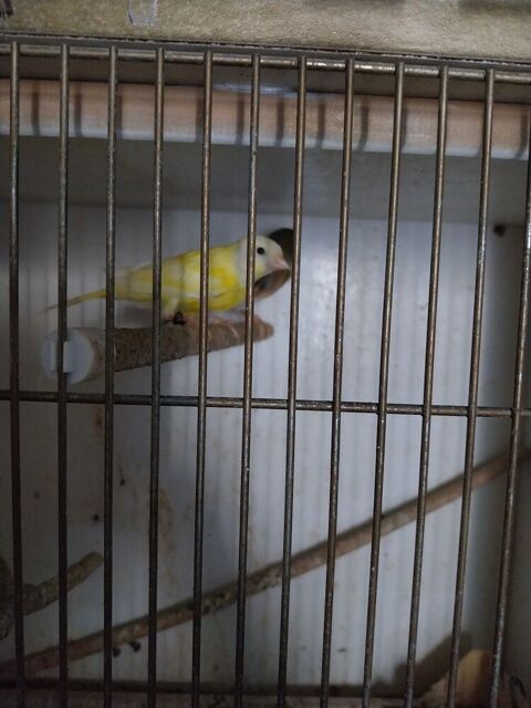 Canaris  50 17260 Gémozac