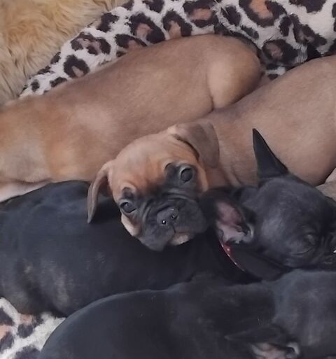 Bouledogues francais 700 37350 Barrou